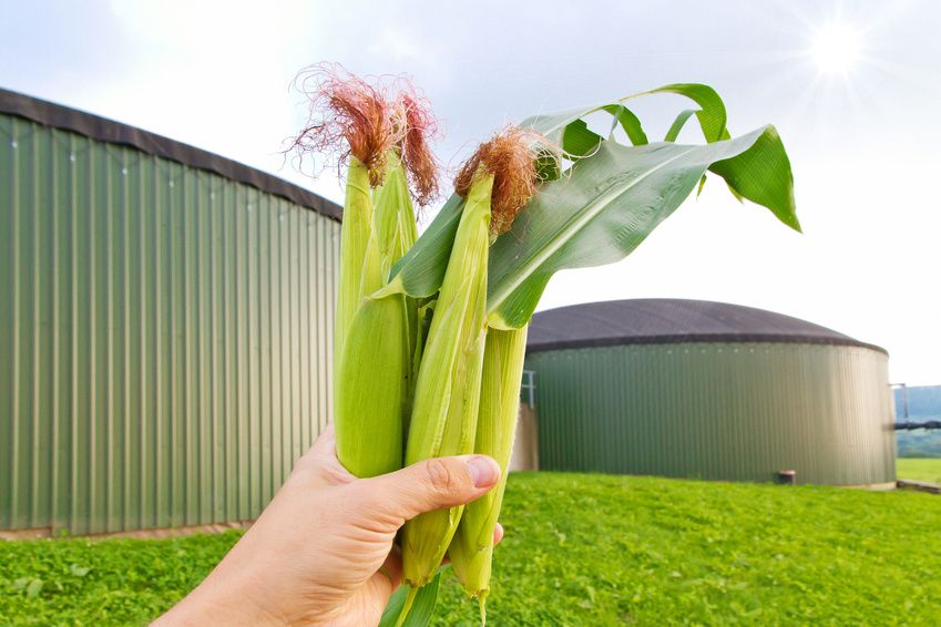 Biogas aus Pflanzen